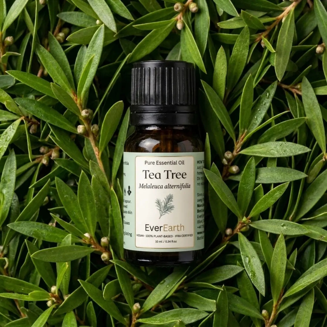 Tea Tree botanical ingredient, source plant for EverEarth Tea Tree essential oil